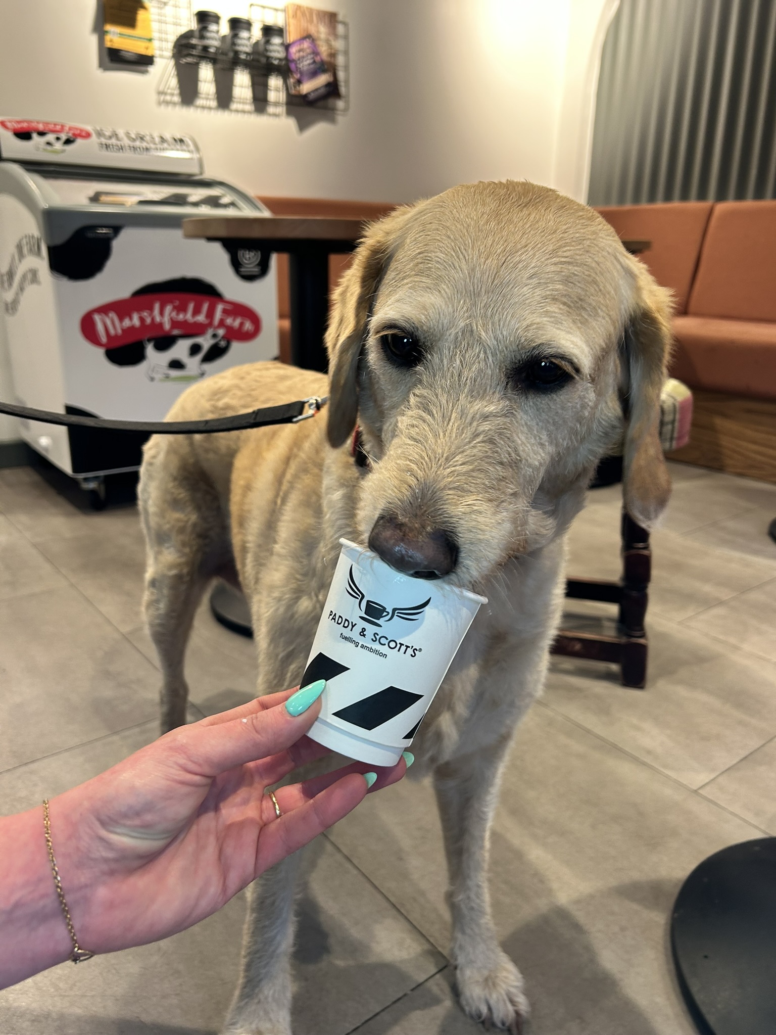 Dog enjoying a treat at The Cathedral Hotel